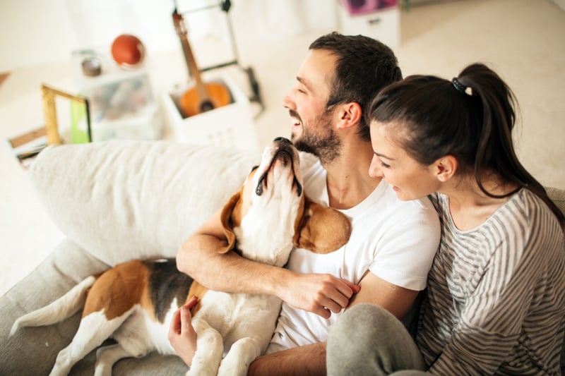 A man and woman smile while holding a beagle.