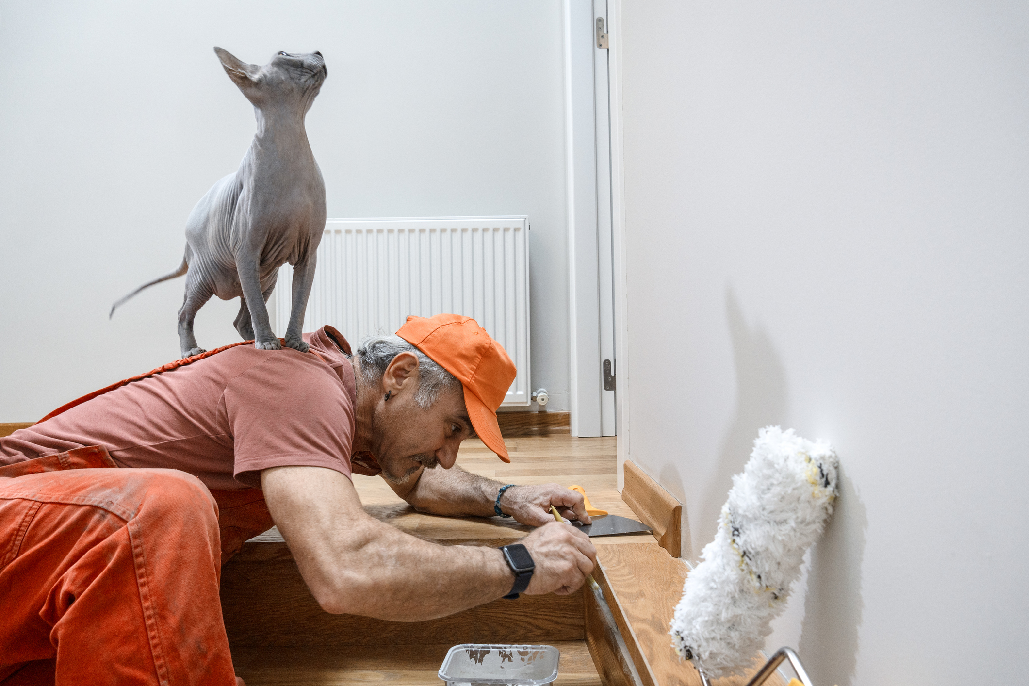 A man does home improvements while a sphinx cat stands on his back looking regal.